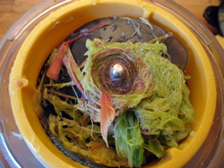 JP_rhub9.jpg, mai 2009 JP_rhub9.jpg